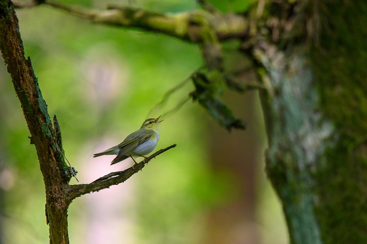 Wood warbler population