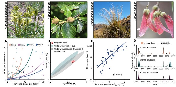 TREE: general model of masting