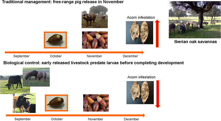 Livestock as biological paste control in oak savannas