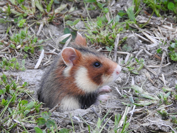 Hamster-behavior-and-conservation