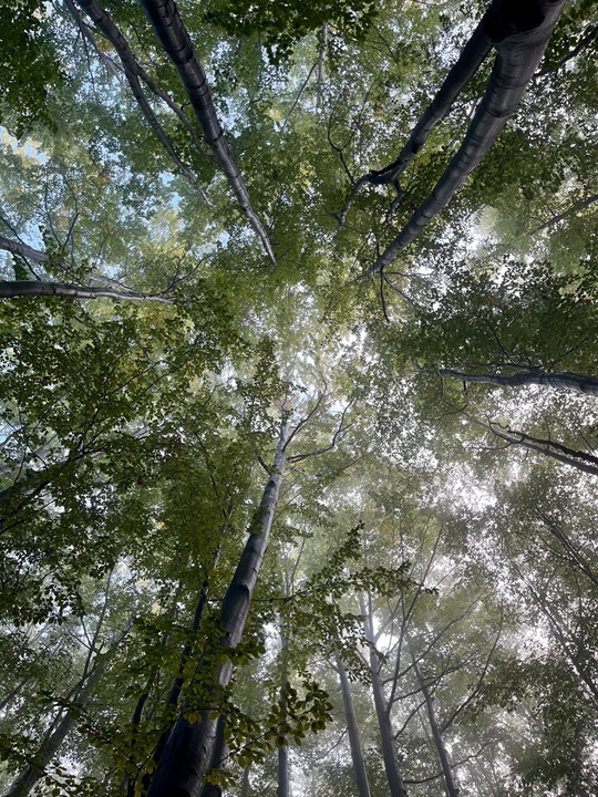 Global-drivers-of-perennials-reproduction