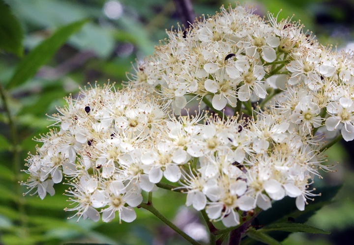 Oikos masting and insect pollination