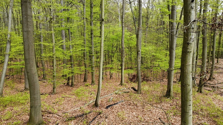European Beech Reproduction Network