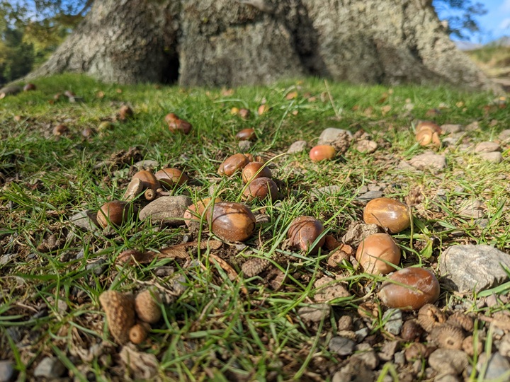 Nature Climate Change: Forest tree fecundity decline
