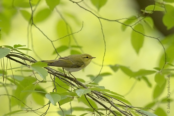 Wood Warblers