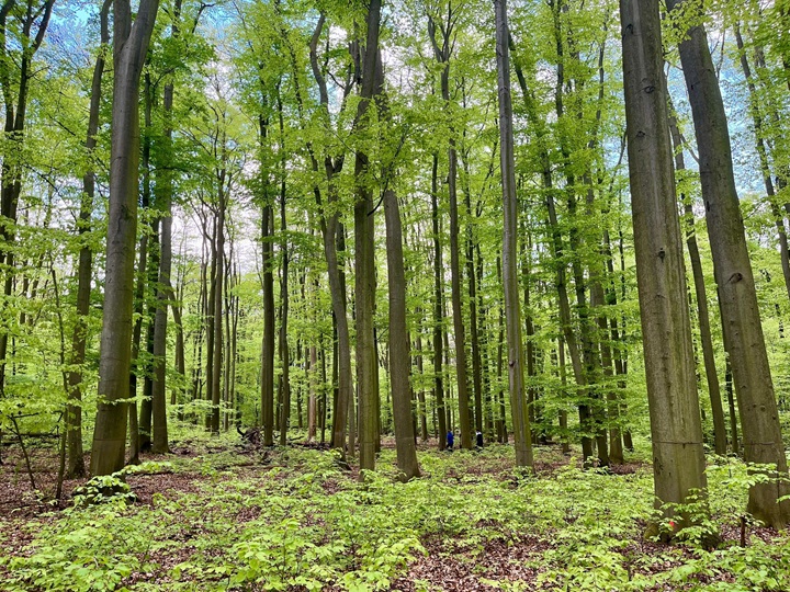 European beech reproduction